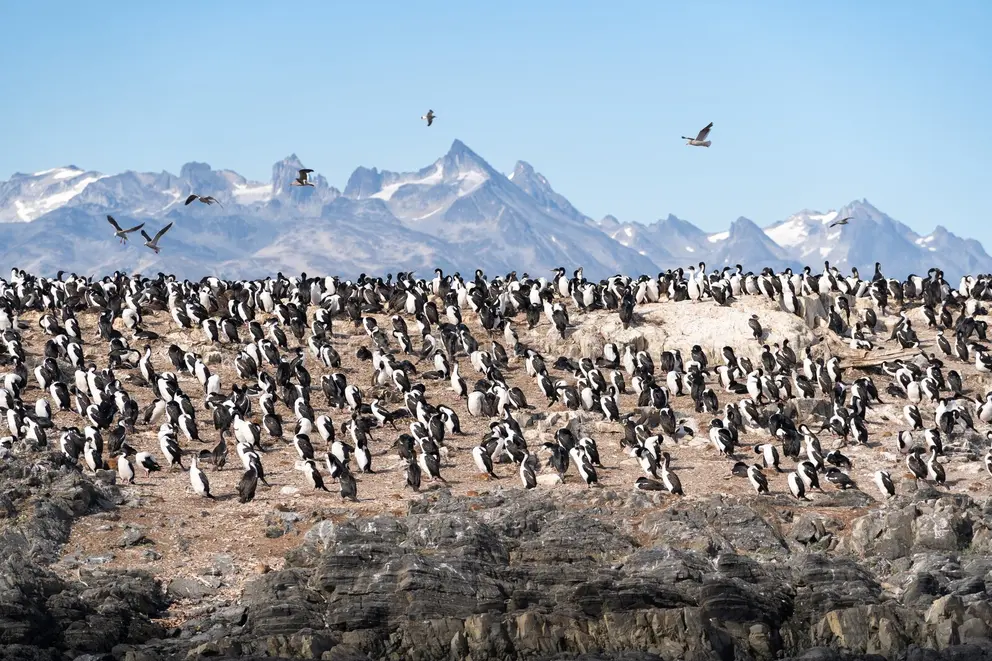 Isla de los Pájaros (Bird Island)