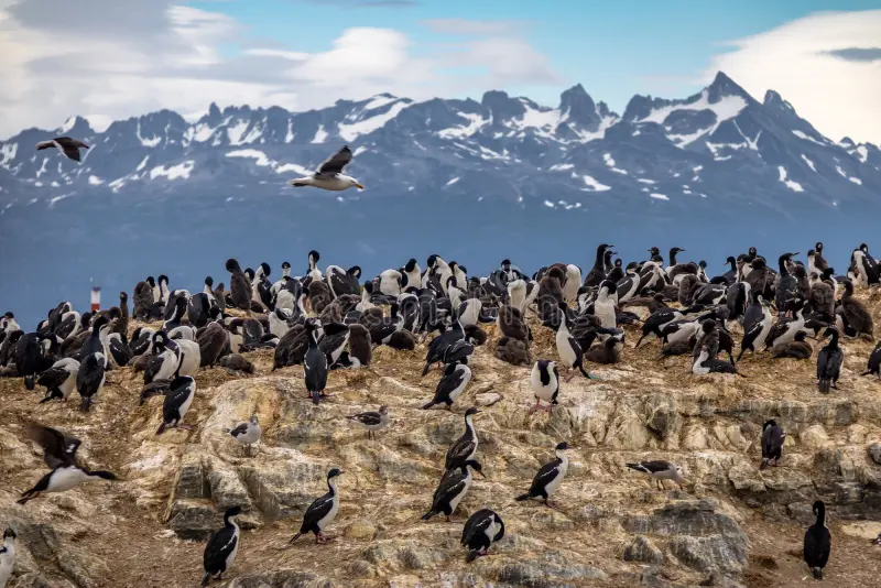 Isla de los Pájaros (Bird Island)