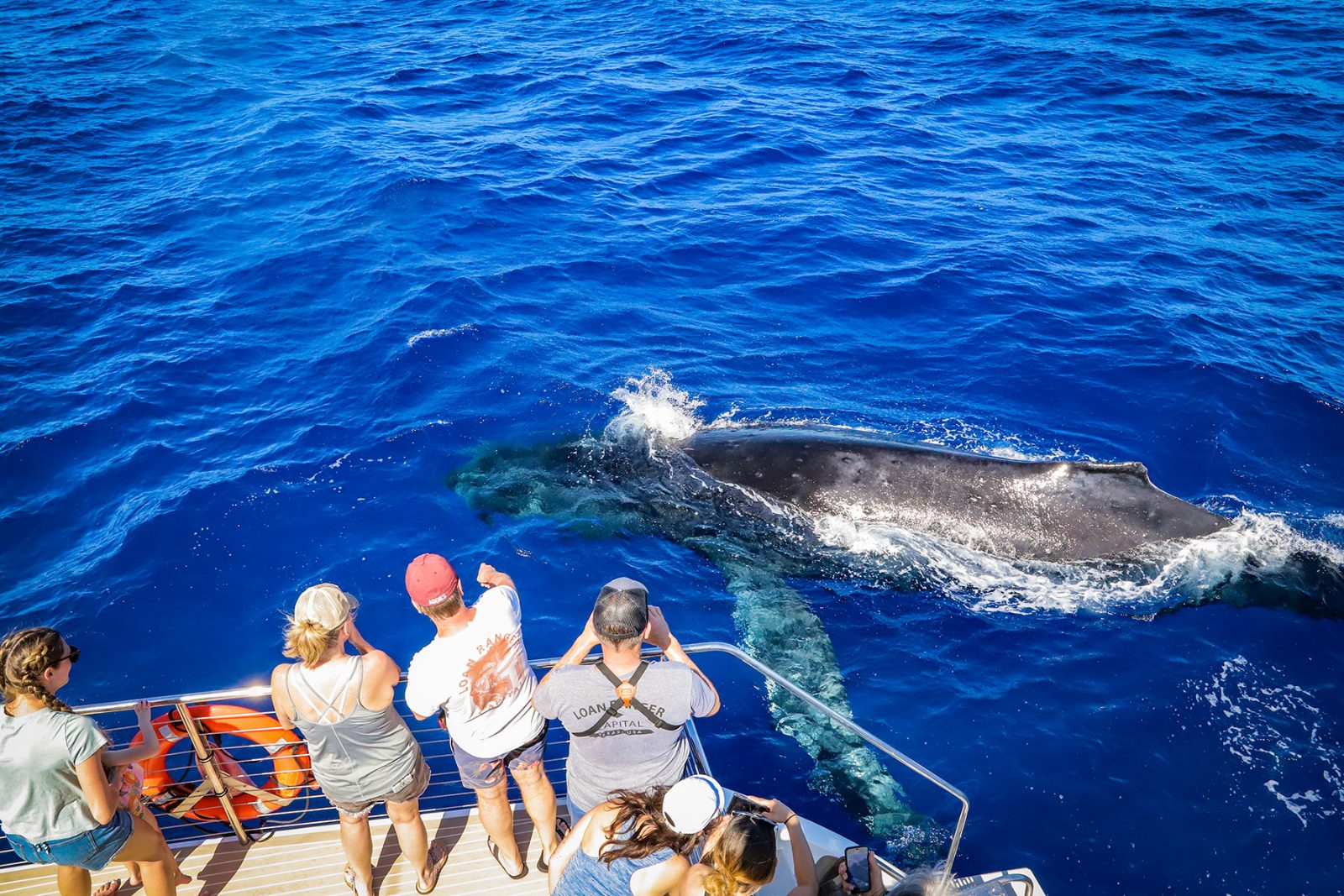 Cape Cod Whale Watching Private