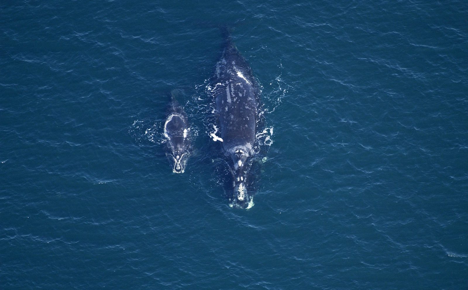 Right Whale Habitat