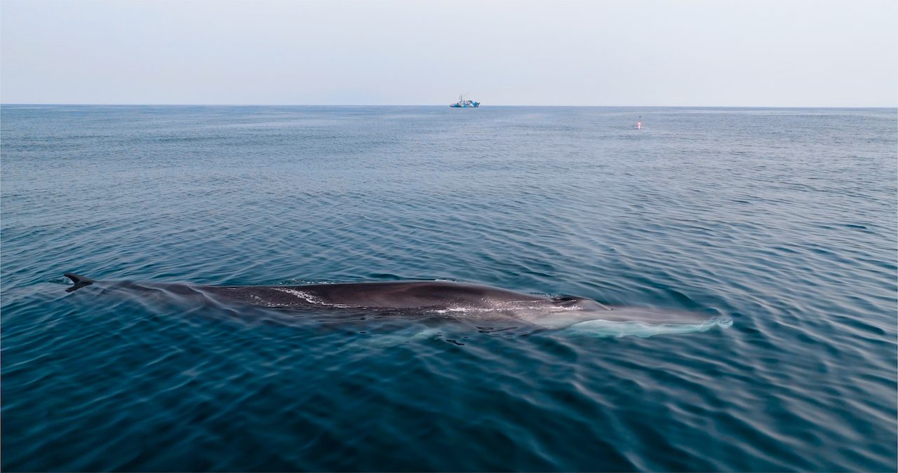 Finback Whale Zones