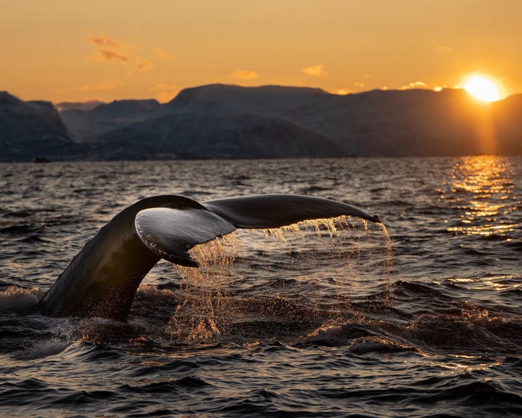 Norway Whale Watching Tromso