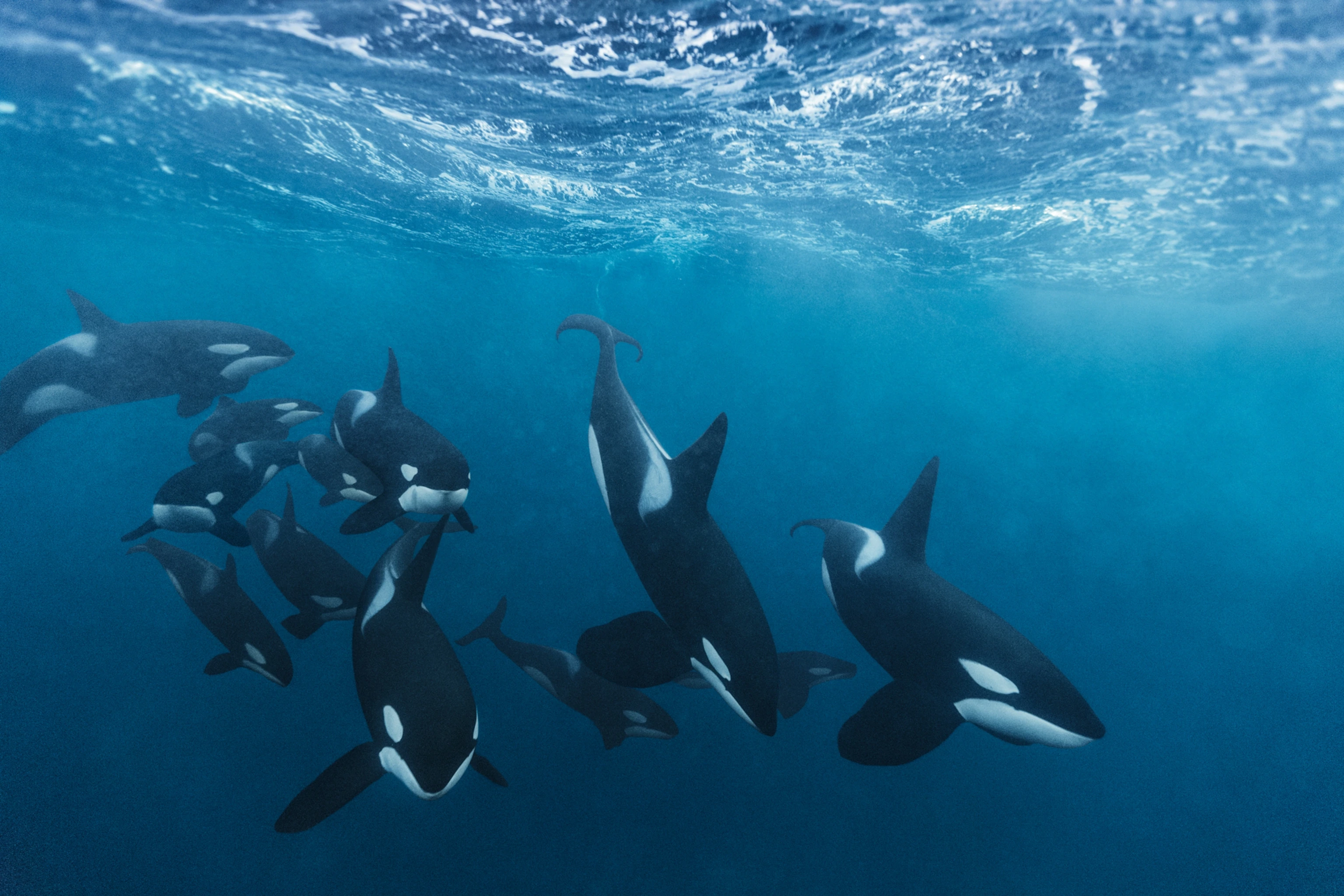 Orca Pods