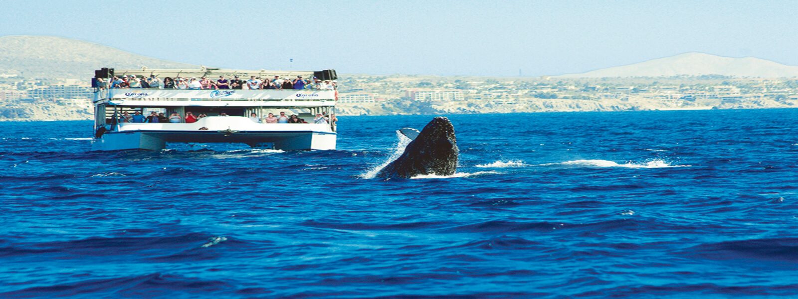 Norway Whale Watching Tour