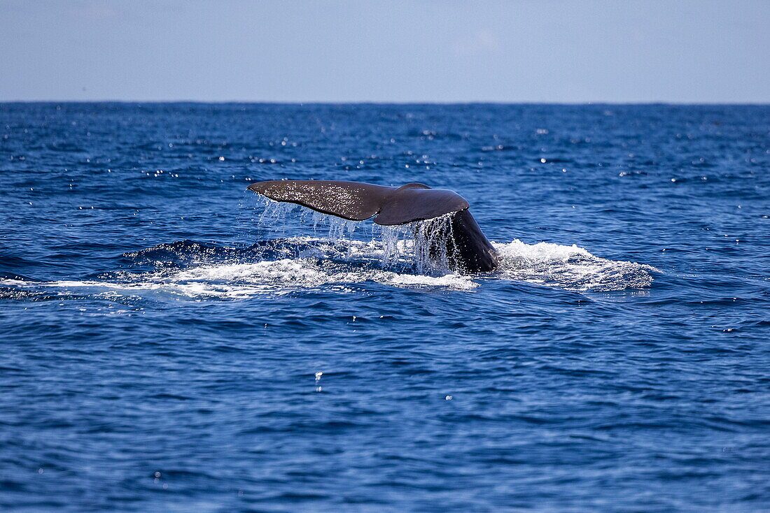 Sao Miguel Whale Watching Tour