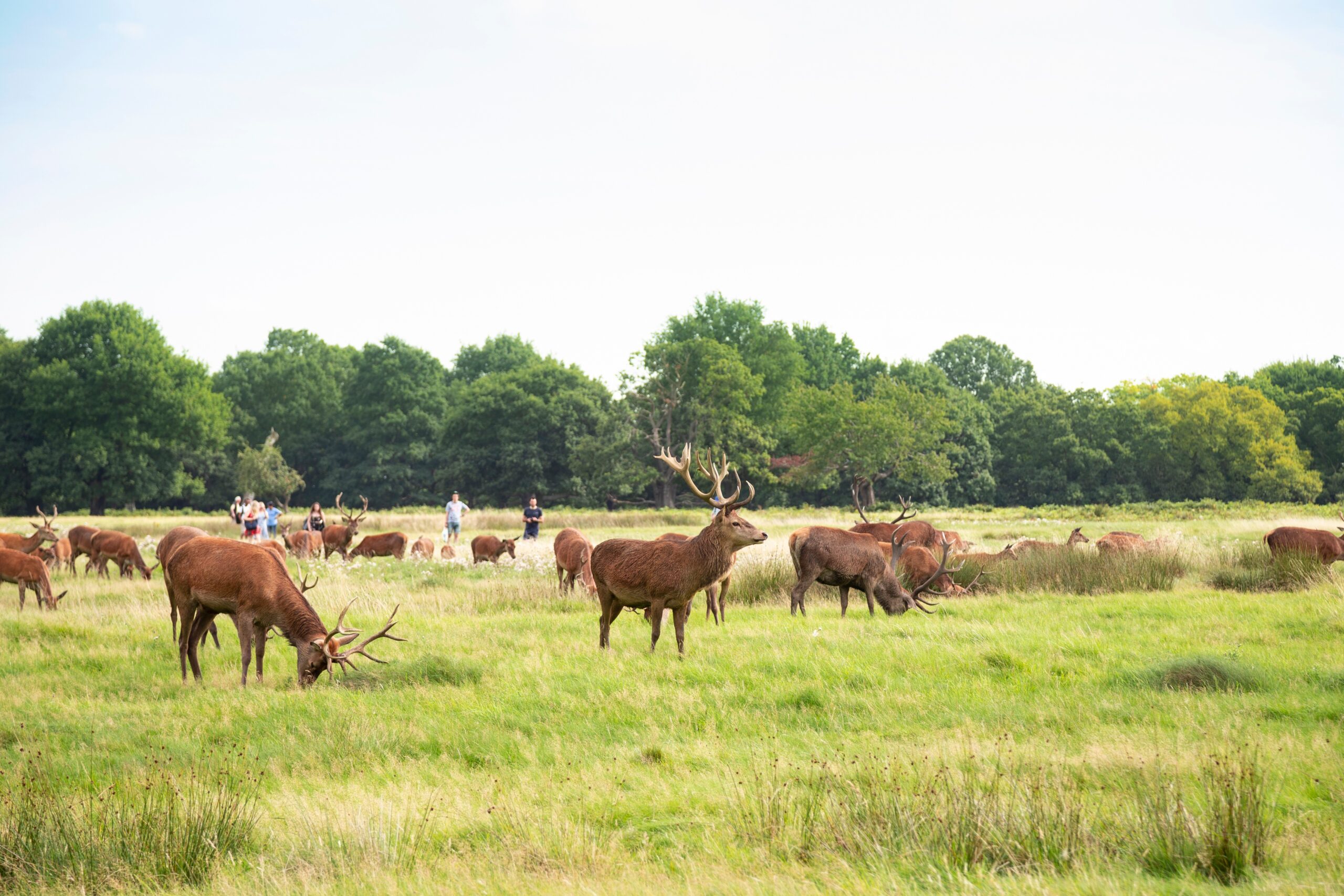 Bushy Park