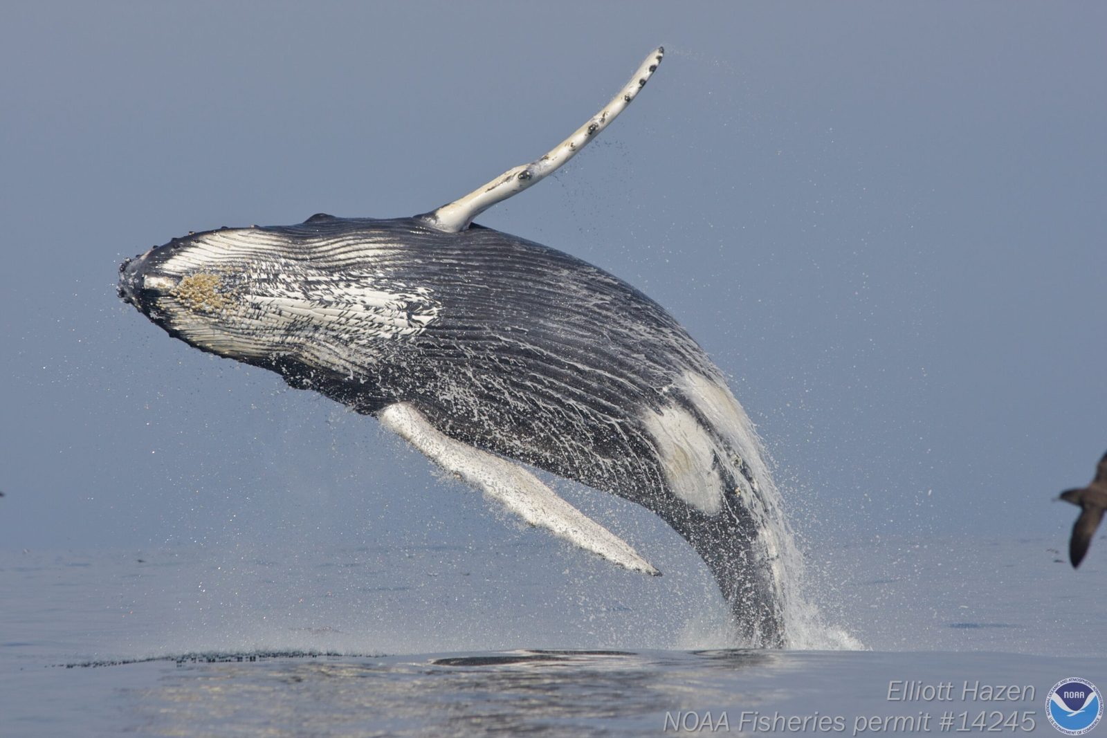 Migratory Baleen Species