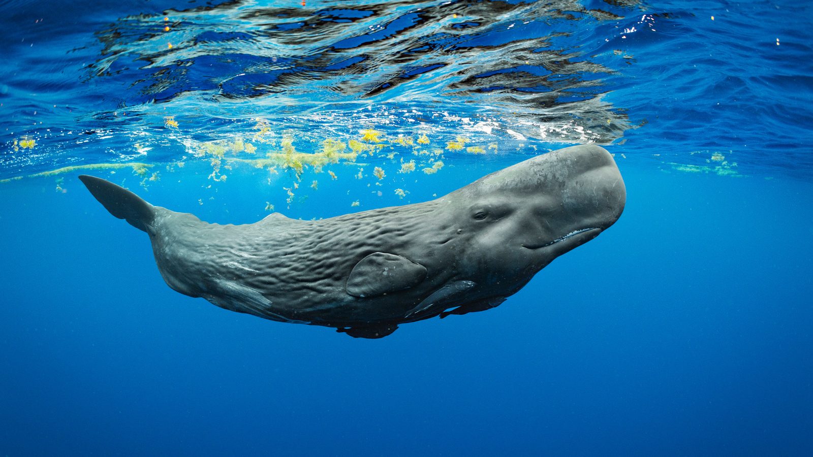Sperm Whale Spotting