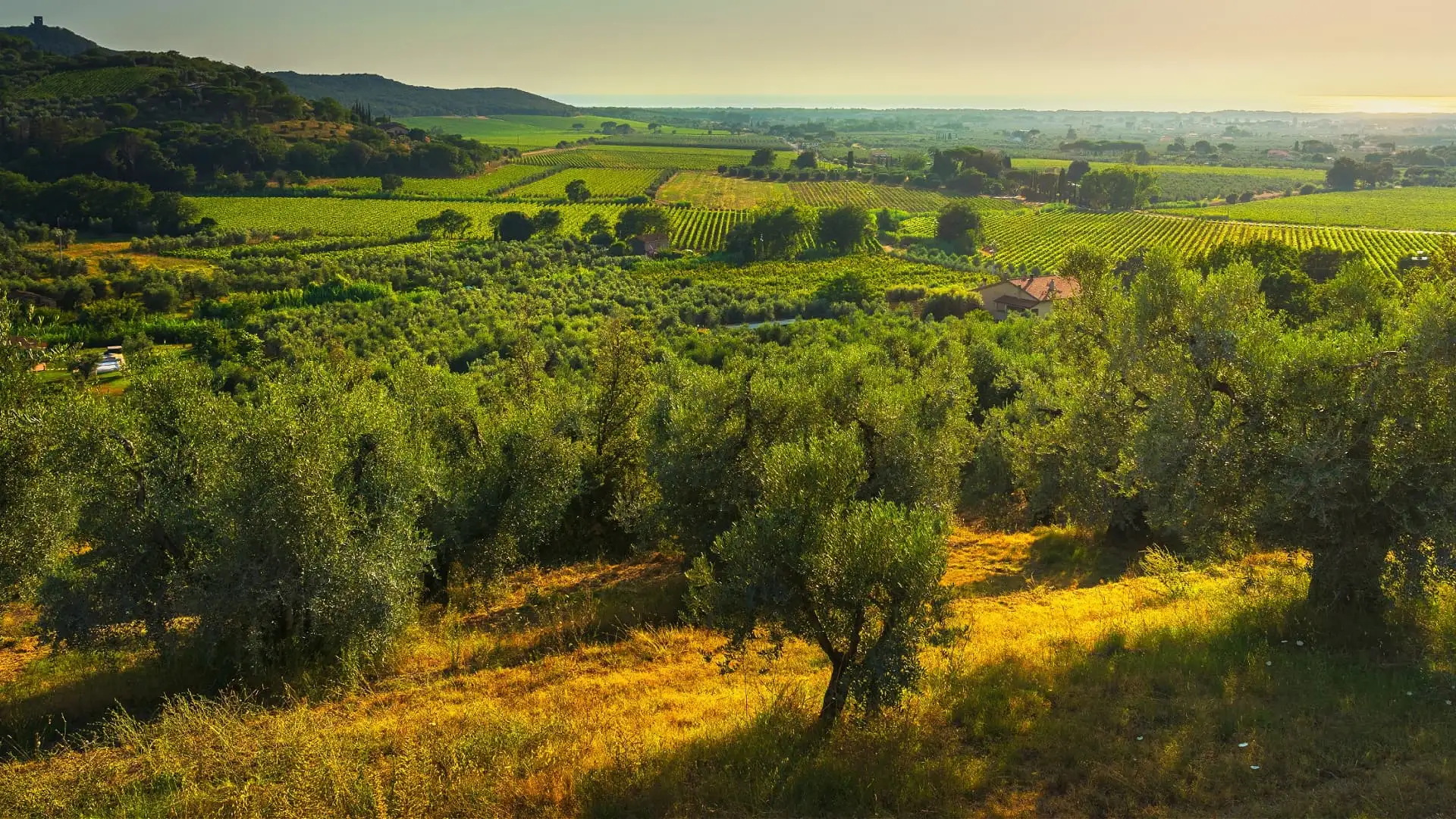 Olive Groves
