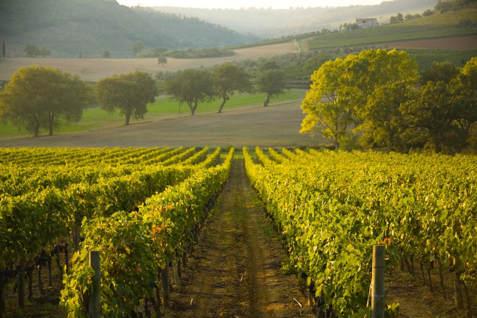 Sangiovese Vineyards