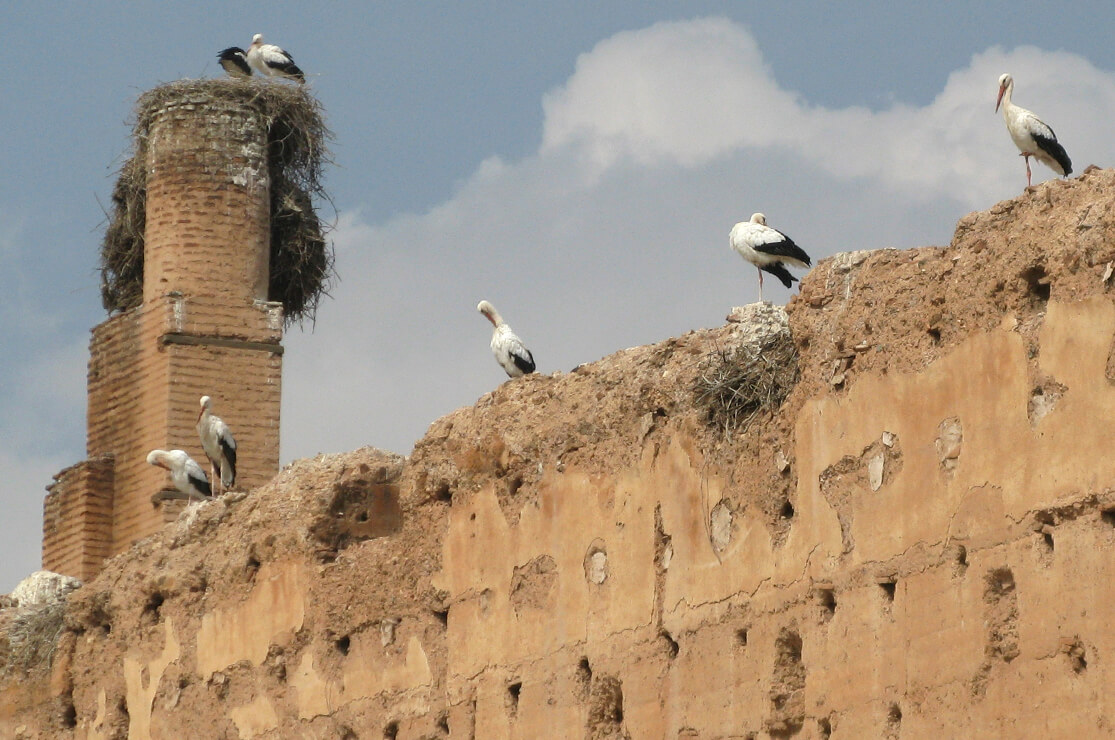 Your experience at El Badi Palace Tours & Tickets