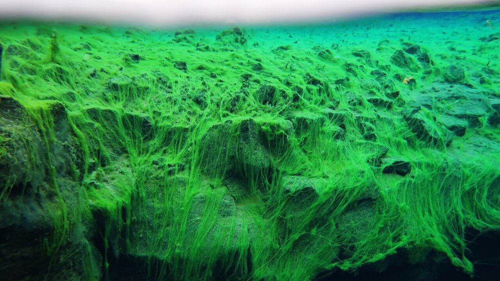 Troll-Hair Algae Beds