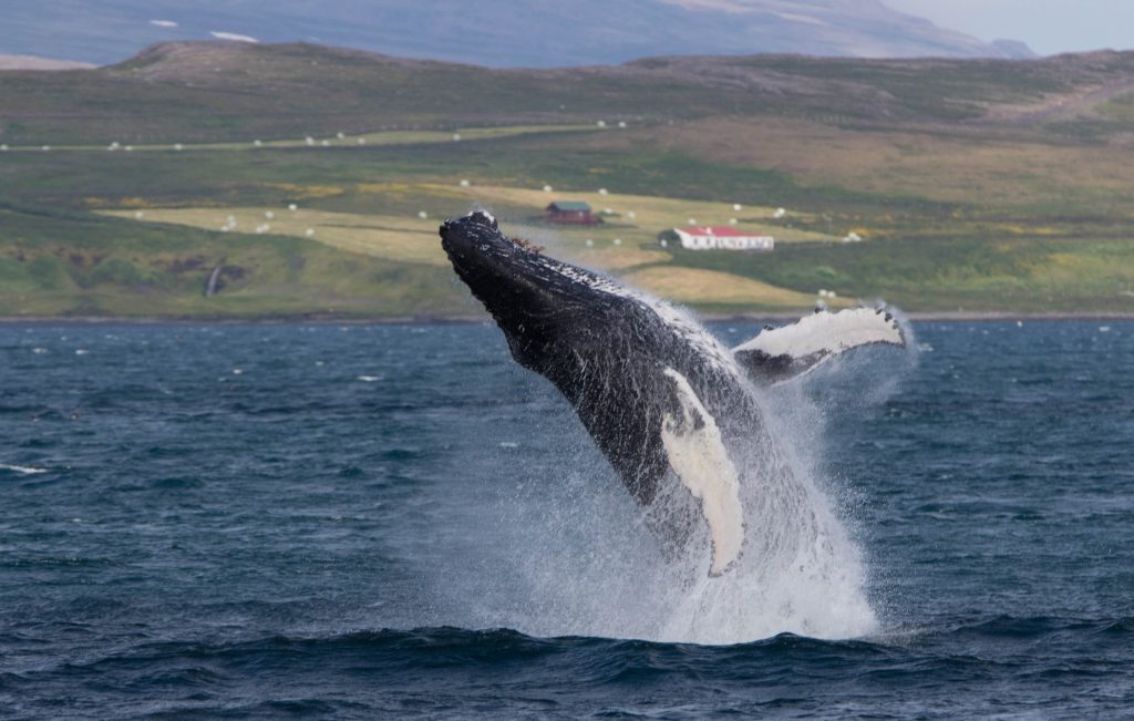 Hauganes Whale Watching Tour