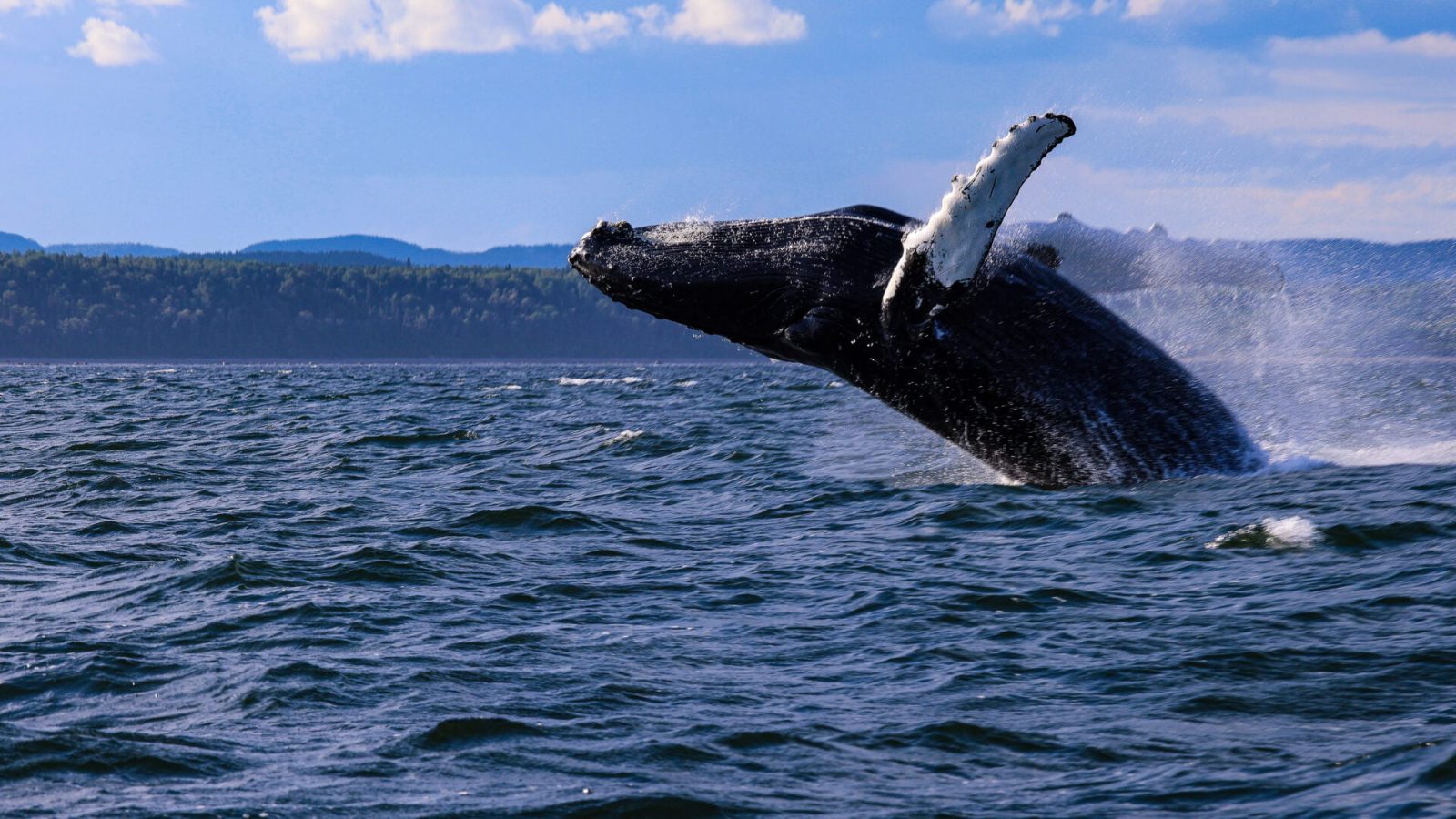 Saguenay-St. Lawrence Marine Park