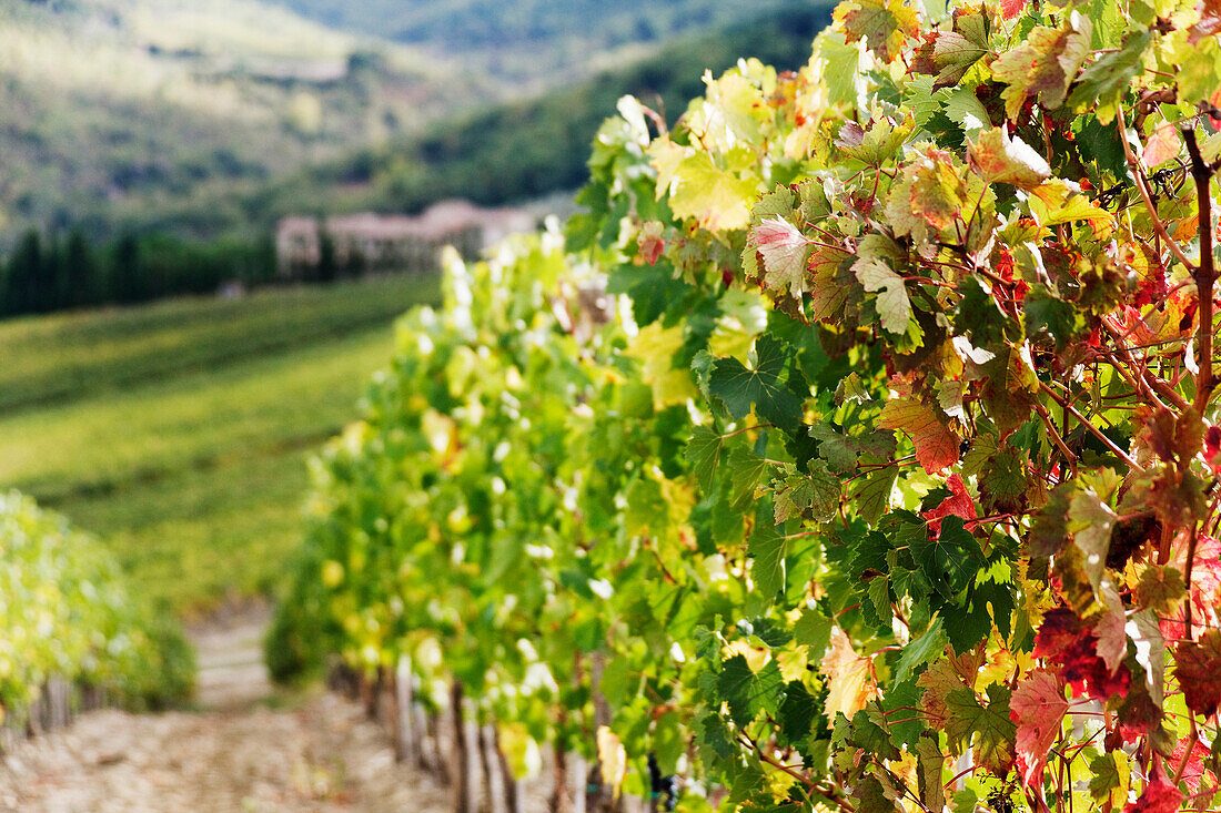 Vineyard Rows at Panzano
