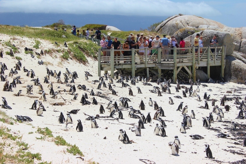 Boulders Beach Penguin Colony