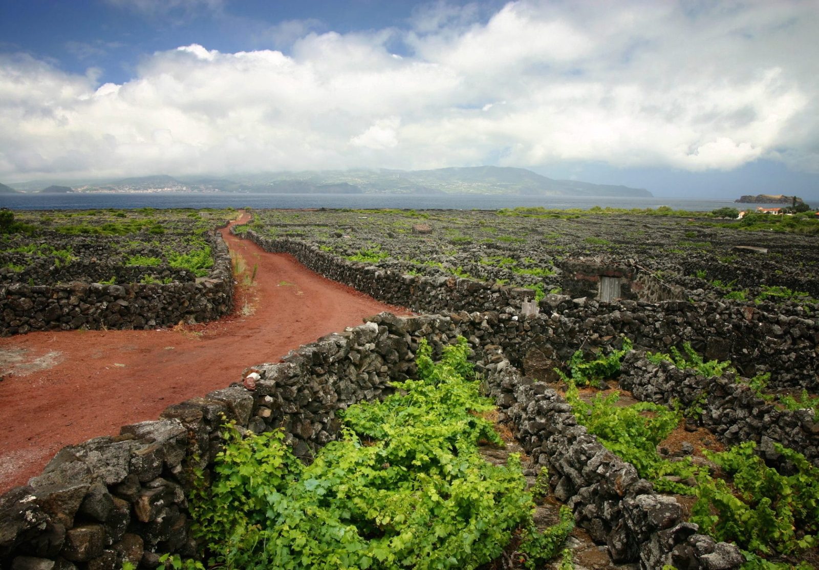 Pico Island Vineyard Culture