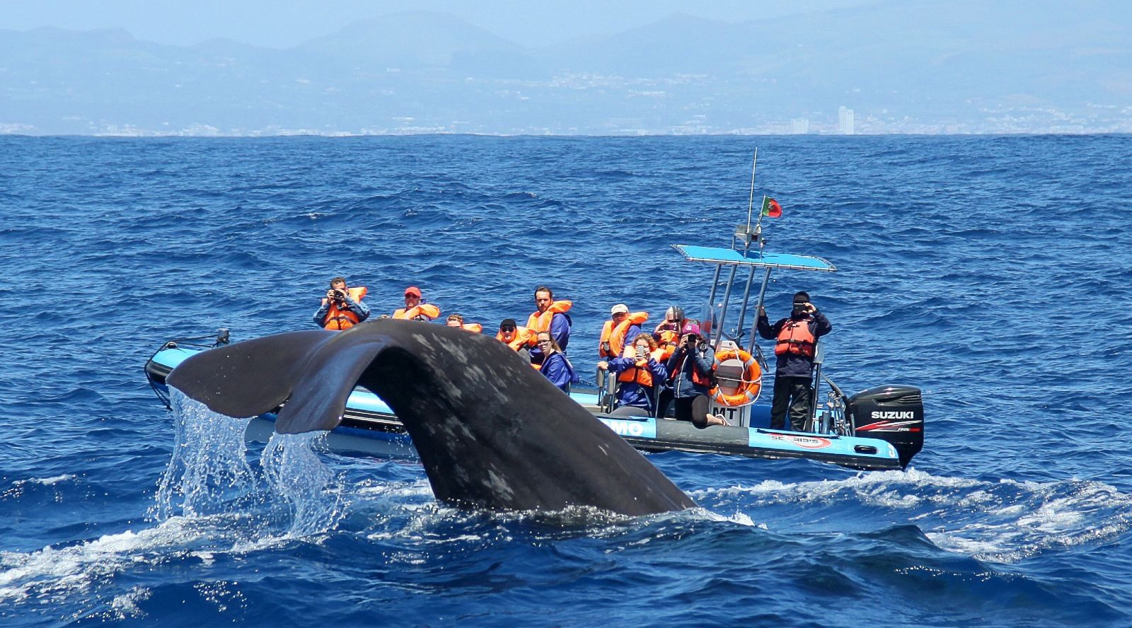 Pico Whale Watching Catamaran