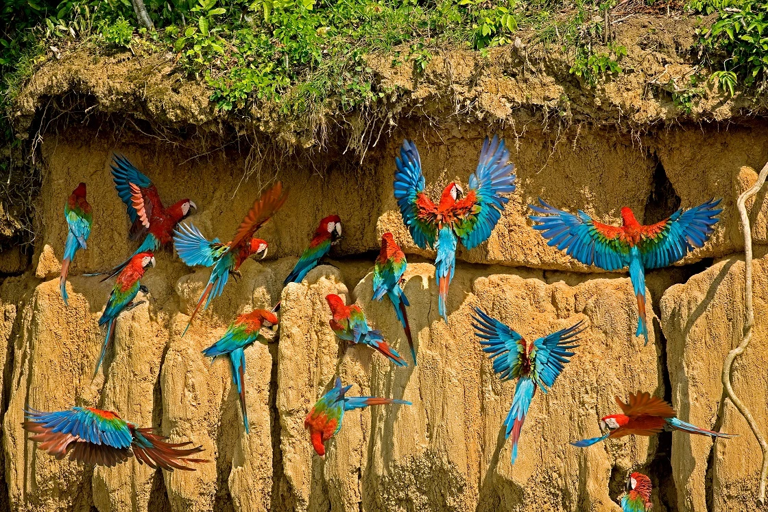 Blanquillo Macaw Clay Lick
