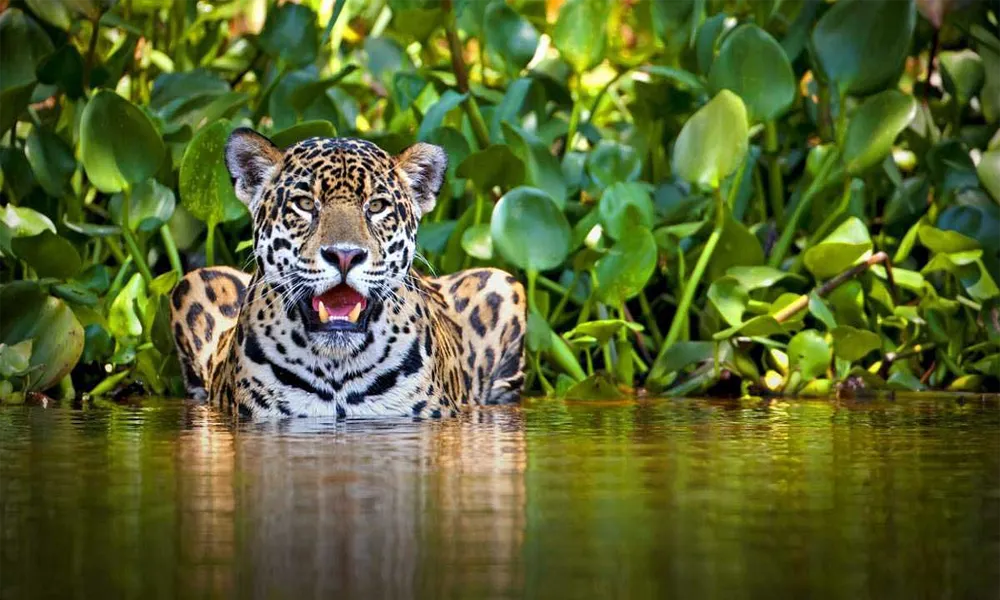 Jaguar Ecolodge