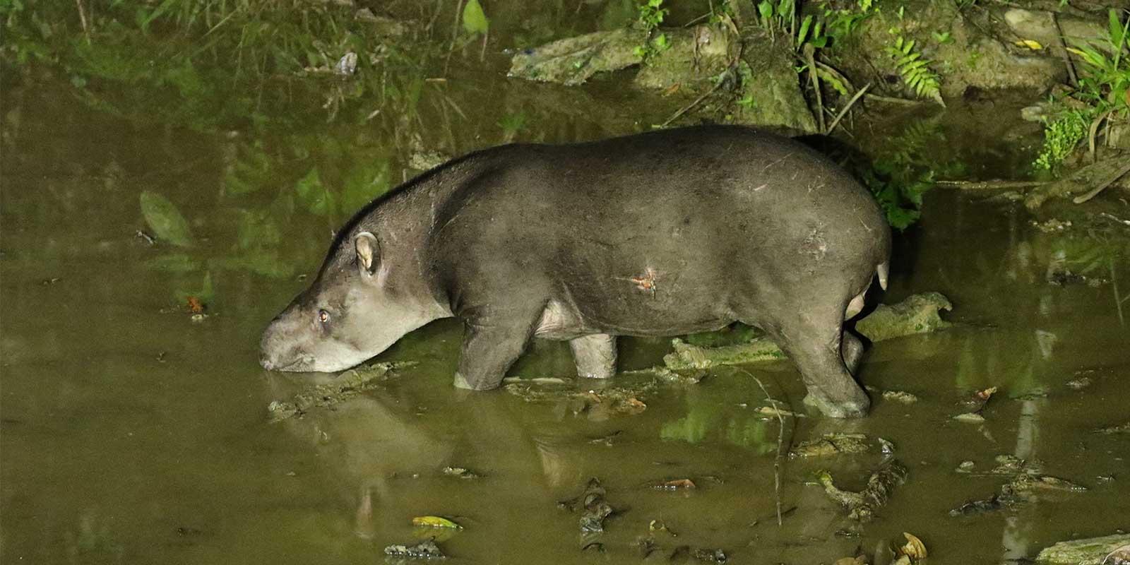 Tapir Clay Lick Night Walk