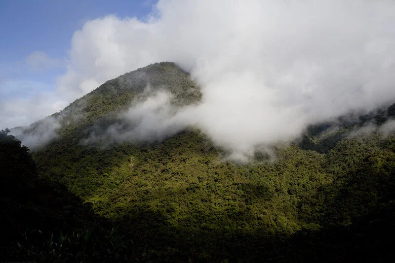 Discover Manu National Park Cloud Forest