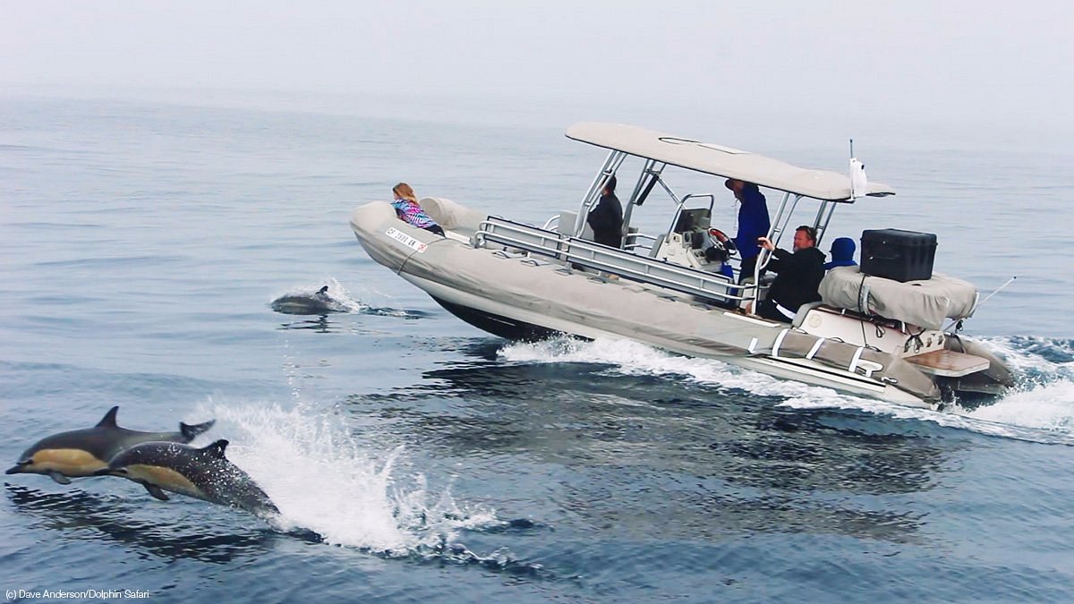 Dolphin Deck