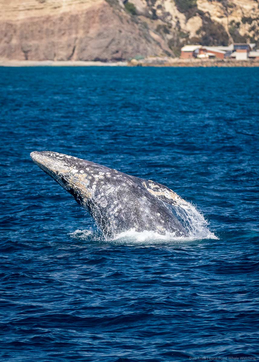 Gray Whales