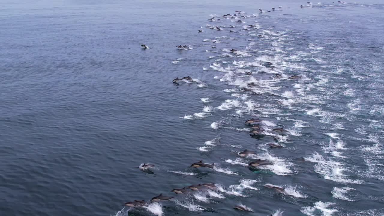 Dolphin Pods