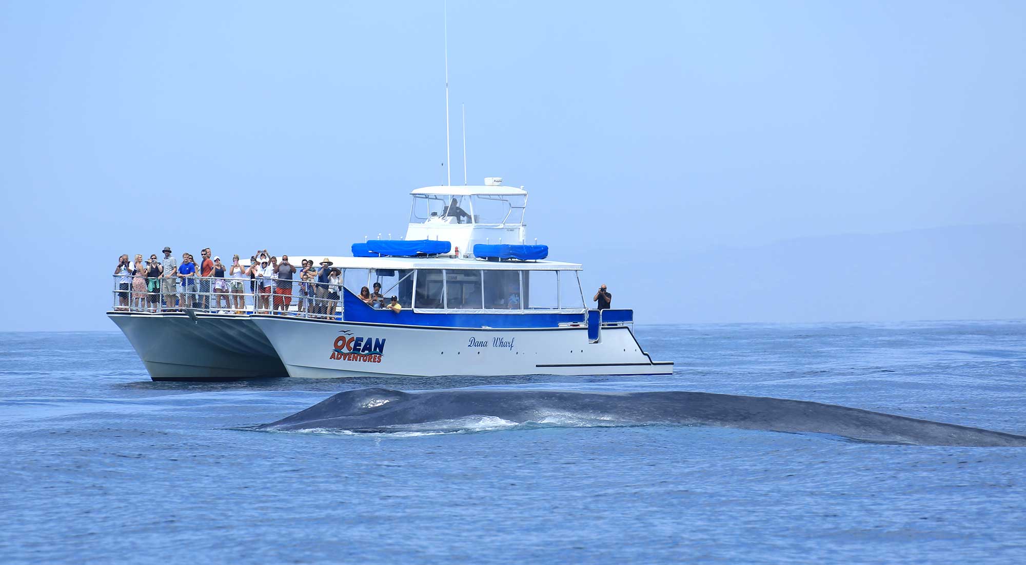 Blue Whales