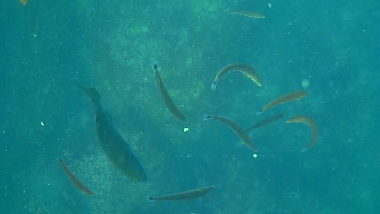 Underwater Viewing Pods