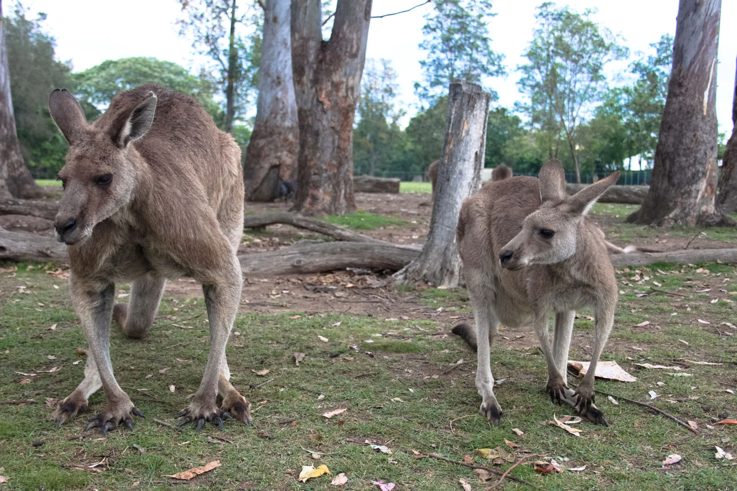 Kangaroo Reserve