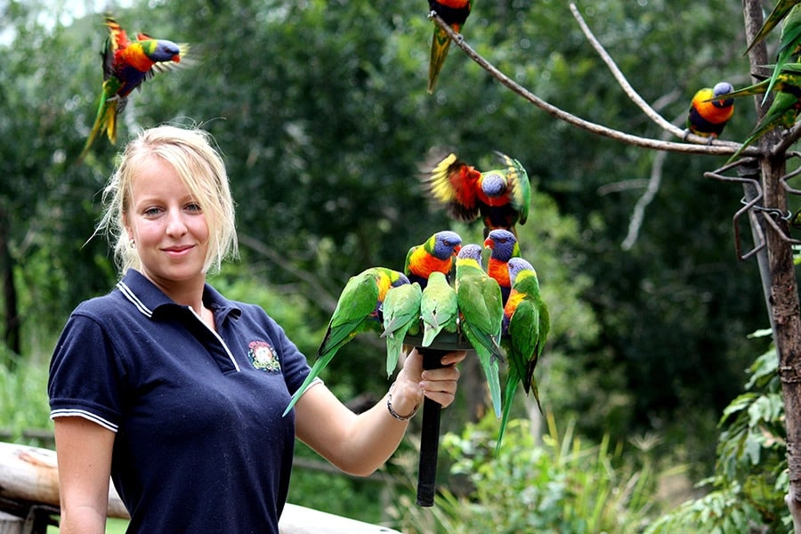 Lorikeet Feeding Arena