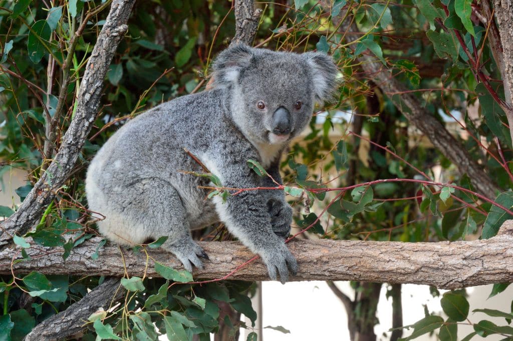 Koala Forest Boardwalk