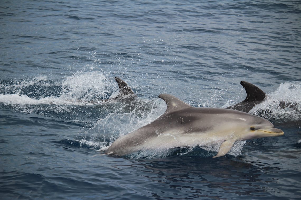 Dolphin Watching Mallorca Cala D or