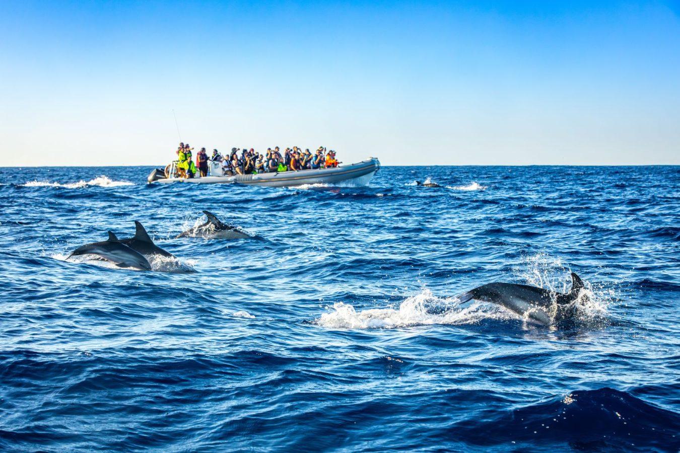 Dolphin Watching Mallorca Alcudia