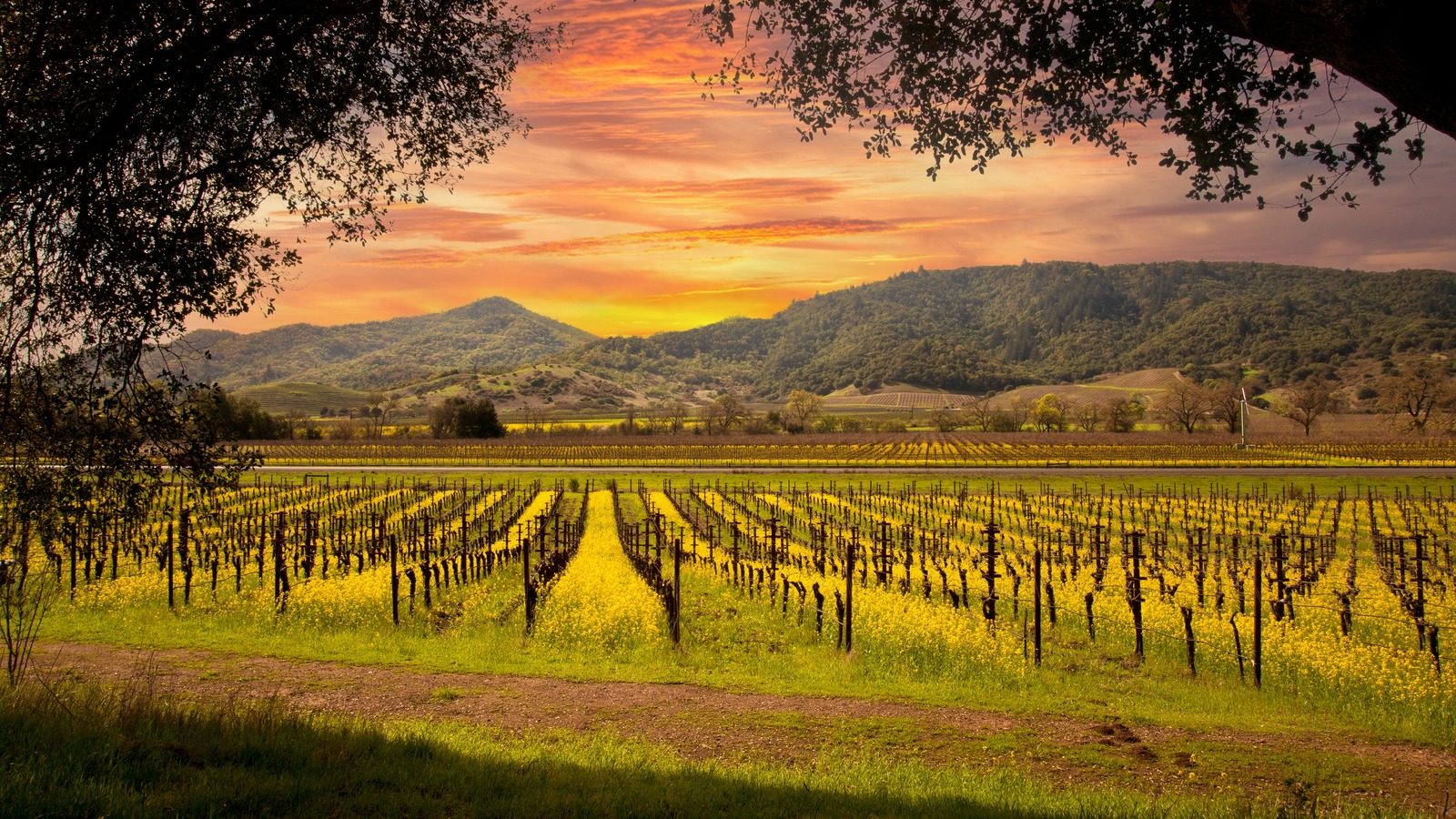 Howell Mountain