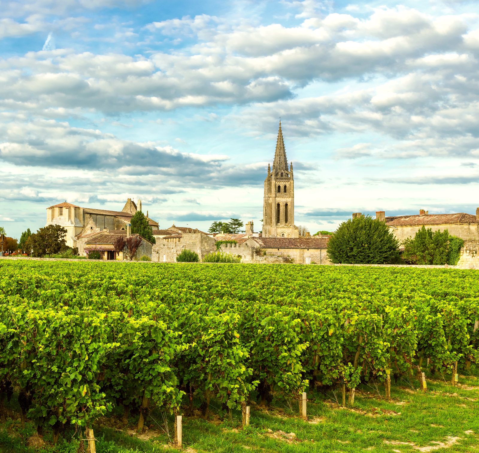 Vineyard Vistas at Tertre de la Tente