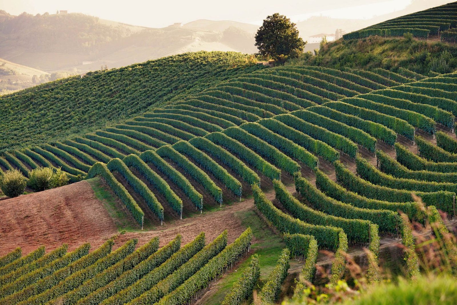 Vineyard Estates