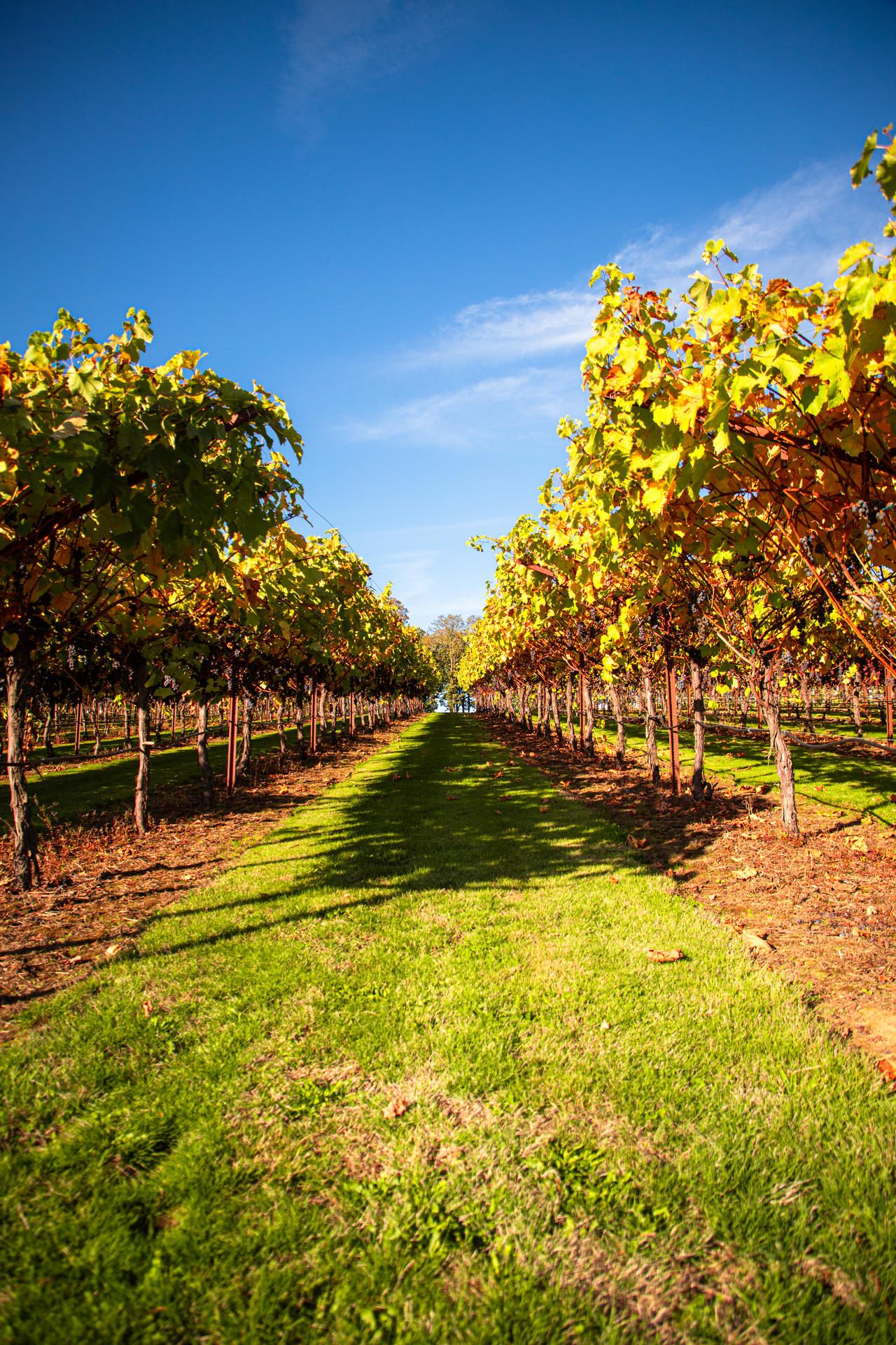 Margaux Vineyard Rows