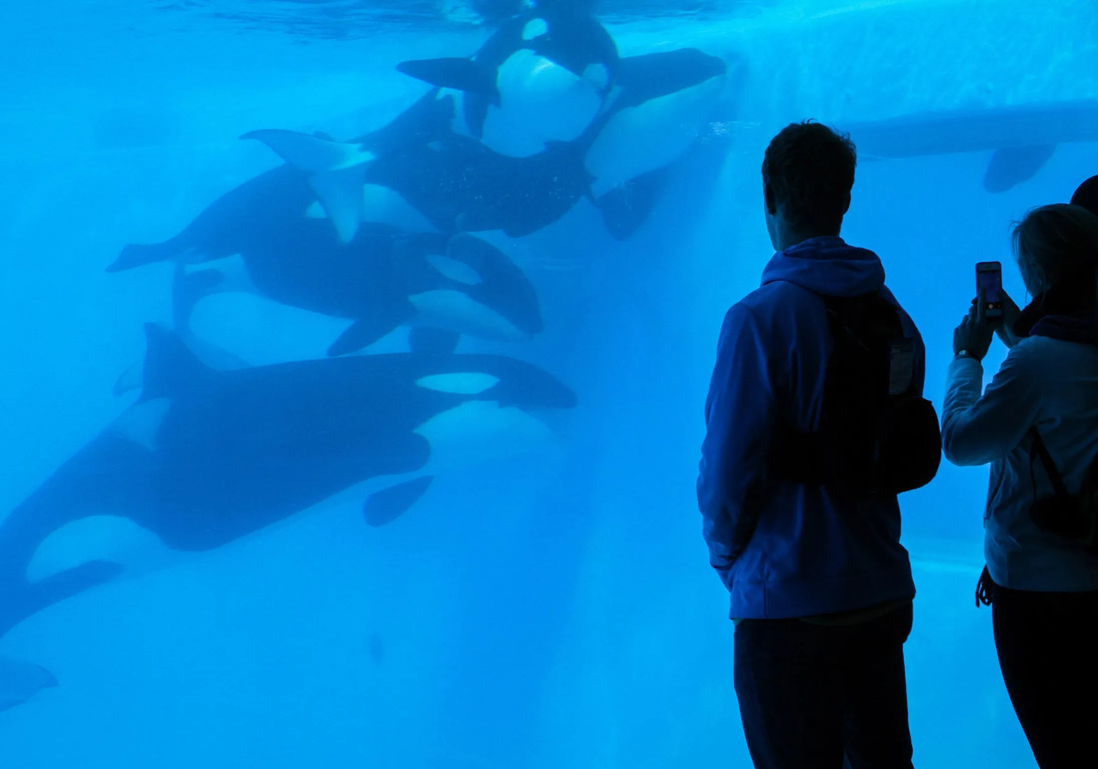 Underwater Viewing Windows