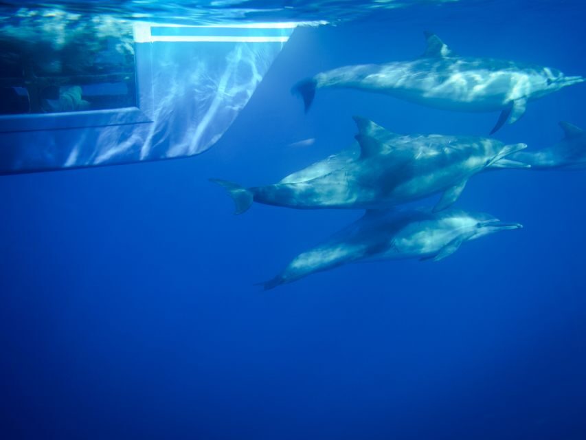 Tenerife Dolphin Tour