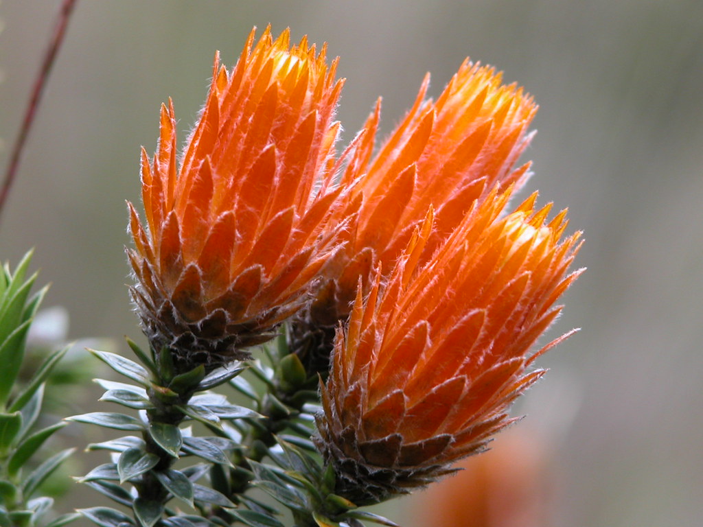 Chuquiragua Forest Zone