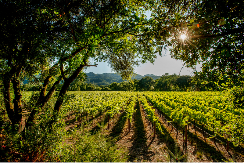 Vines of V. Sattui