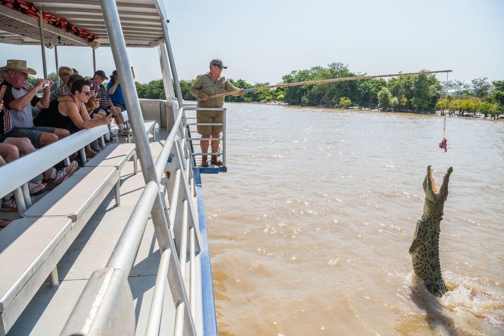 Daintree River Cruise Crocodile