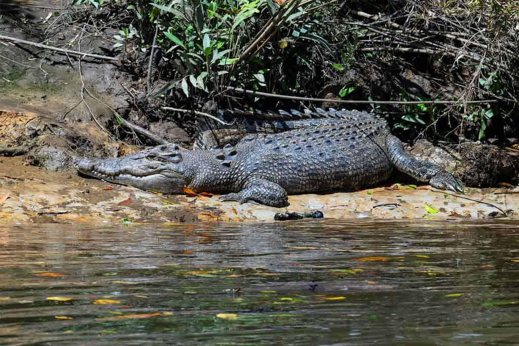 Mangrove Bank Line