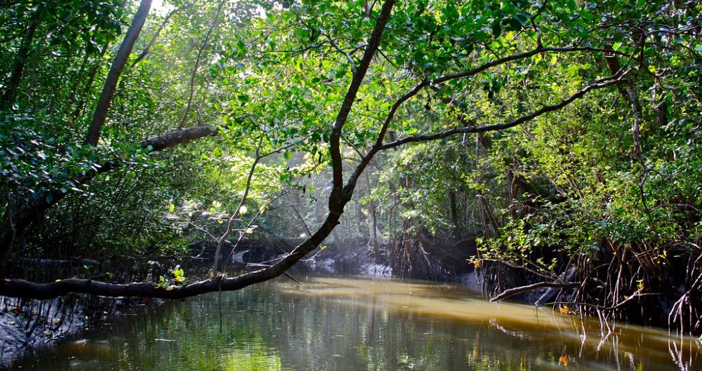 Mangrove Forest Edge
