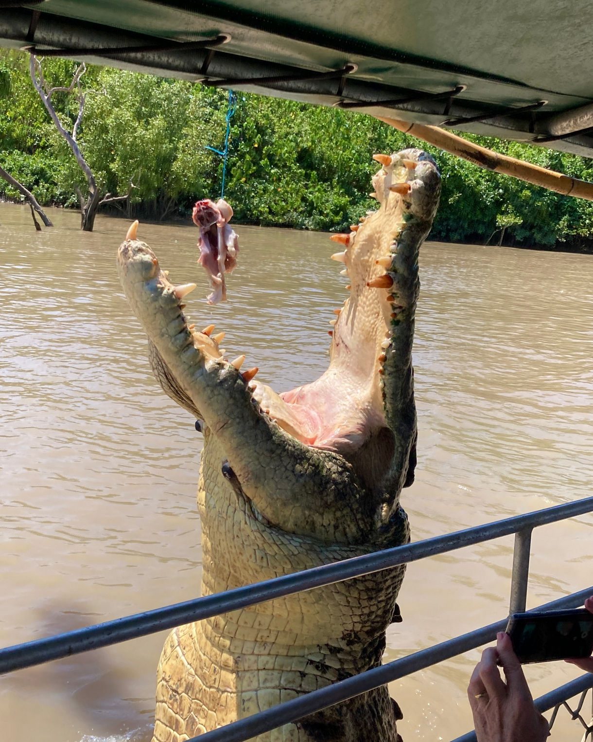 Daintree River Cruise Port Douglas