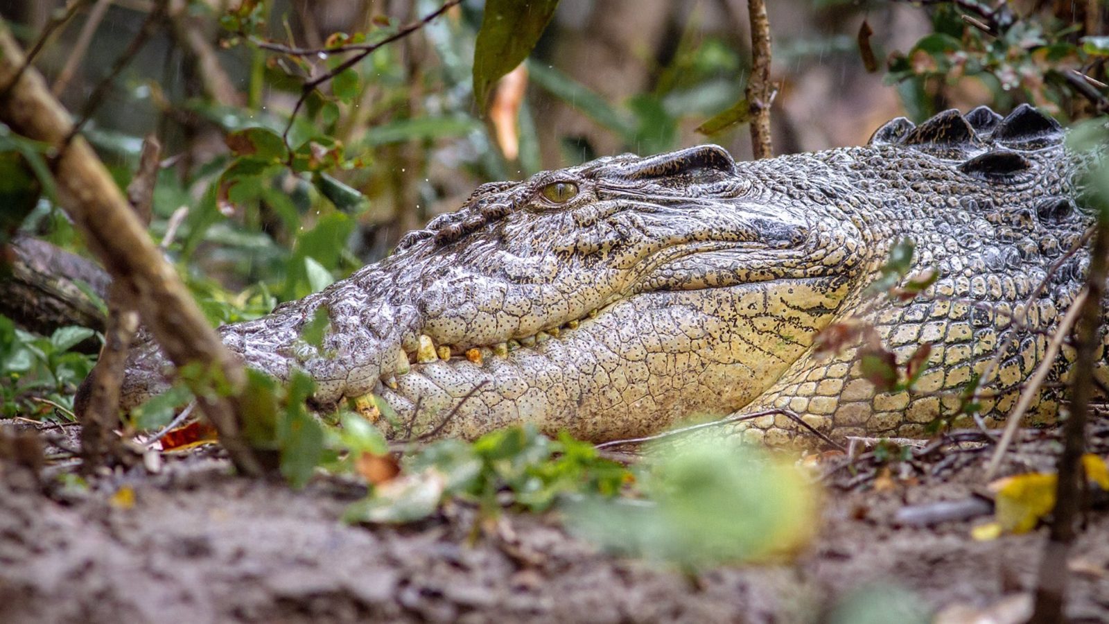 Daintree River Cruise From Cairns