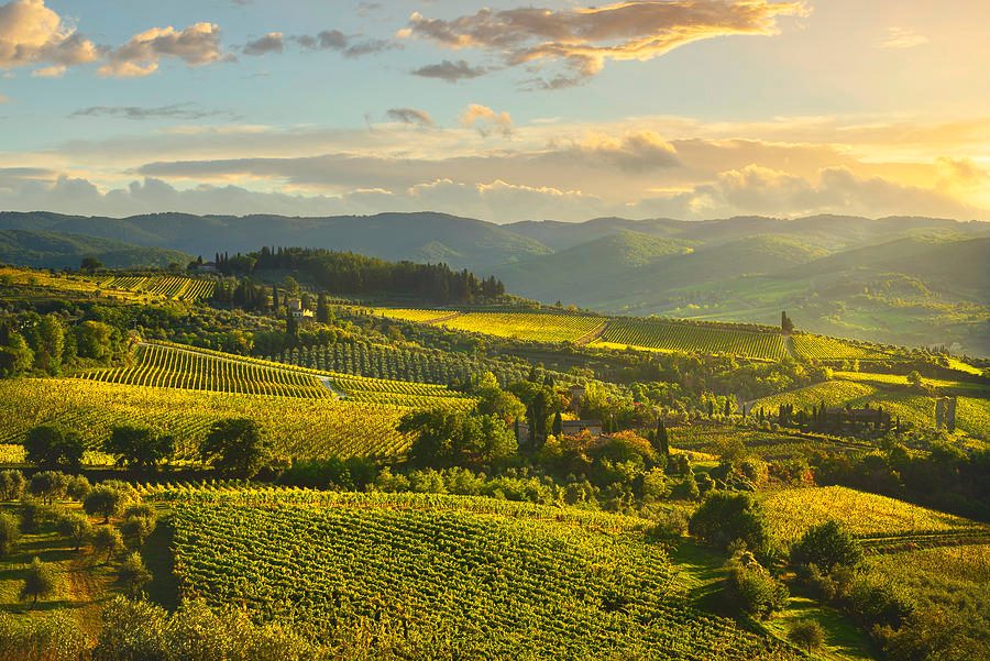 Panzano Vineyards